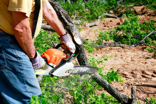 How Our Tree Care Process Works  in  Lipscom, AL